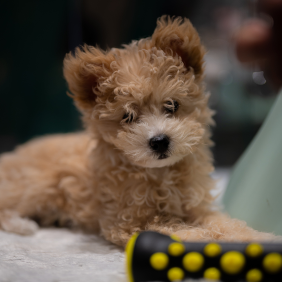 curly pomapoo curly pomapoo dog